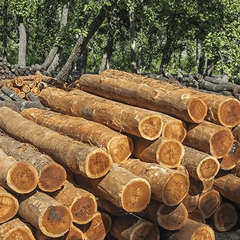 High-quality Saal (Sal) wood logs at BBS Sawmill, durable timber for construction, beams, furniture, doors, window frames, and heavy-duty woodworking in Nepal.