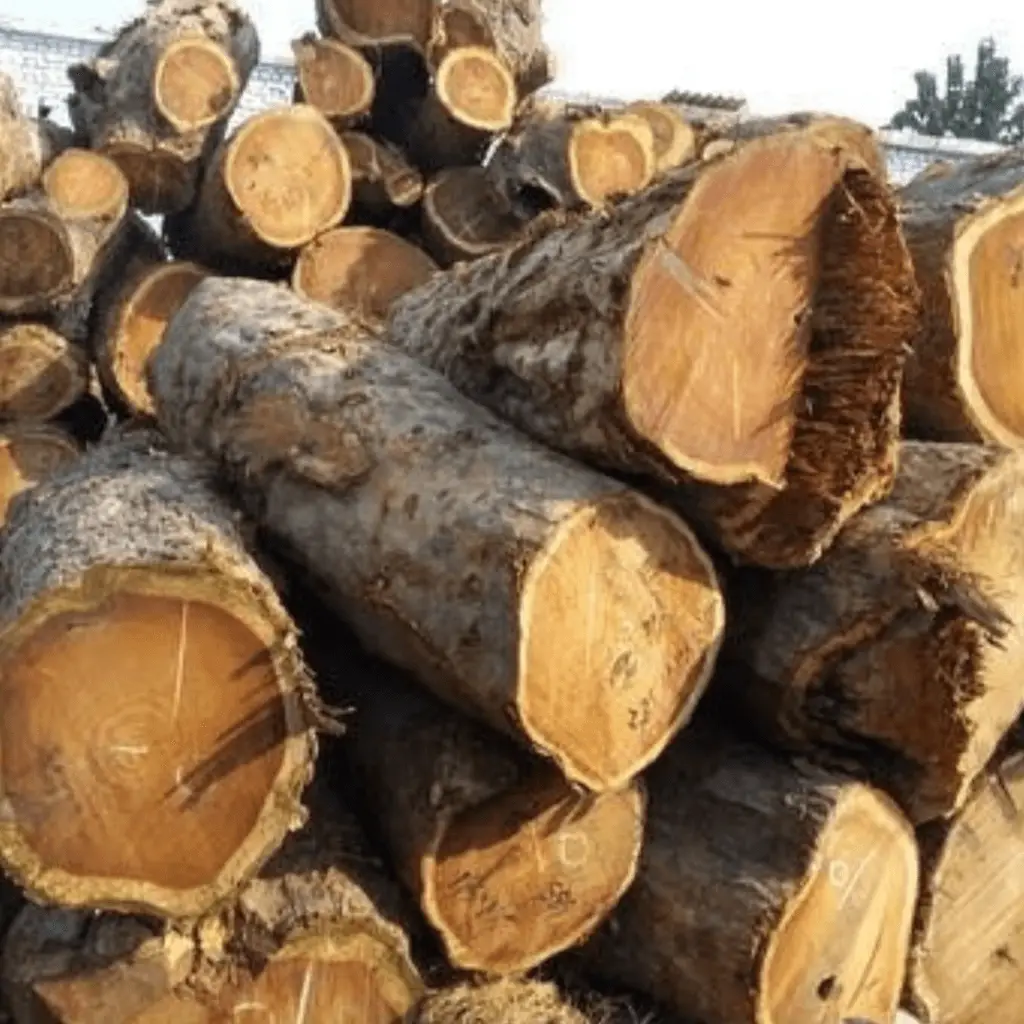 Sissoo (Indian Rosewood) timber logs at BBS Sawmill, durable hardwood for furniture, cabinets, doors, window frames, and interior woodworking in Nepal.
