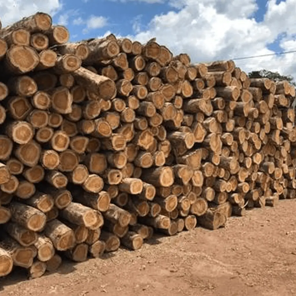 Premium teak wood logs stacked at BBS Sawmill, high-quality hardwood for furniture, doors, windows, flooring, and construction in Nepal.